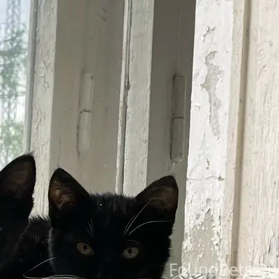 Пропал кот, 9й район