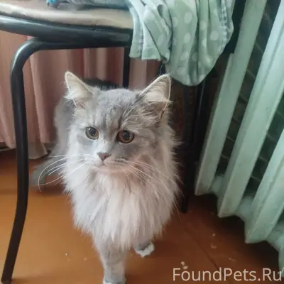 Найдена кошка, Октябрьский