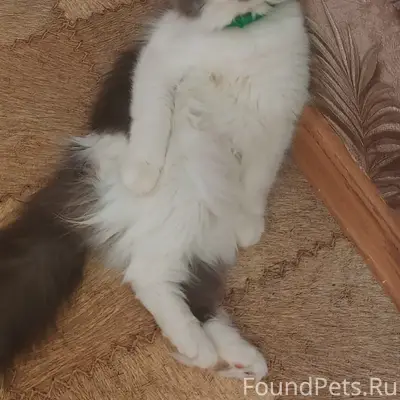 Пропала домашняя кошка, из 10 дома