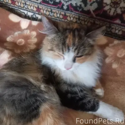 Найдена кошка, ул. Гоголя 1б