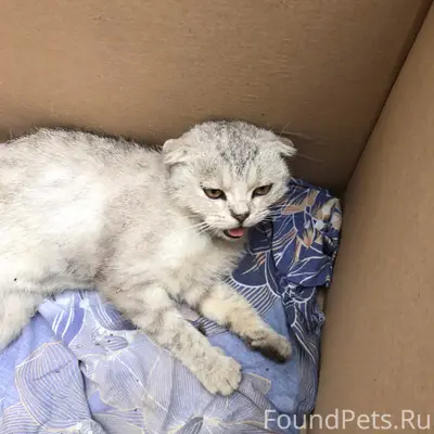 Найдена кошка, район магазин Лемана