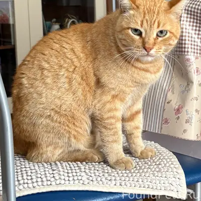 Пропал рыжий кот Фила, пос. Пыра