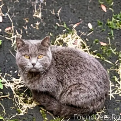 Найден кот, Перекопский городок