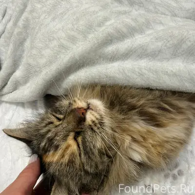 Найдена кошка, Советский район