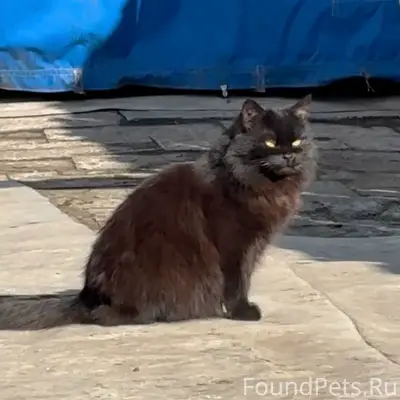 Пропала кошка, район улицы Горького