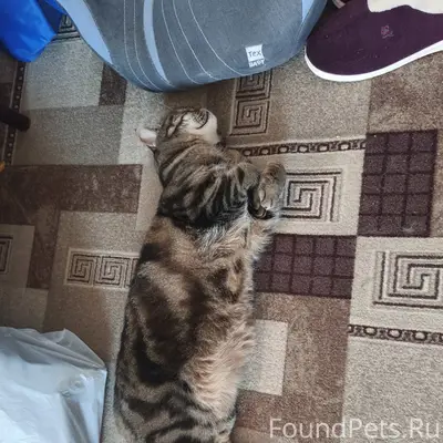 Пропал кот, деревня Скипино