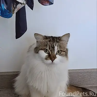 Пропала кошка Боня, район очистных сооружений