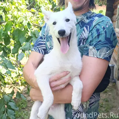 Пропала лайка, деревня Ежово
