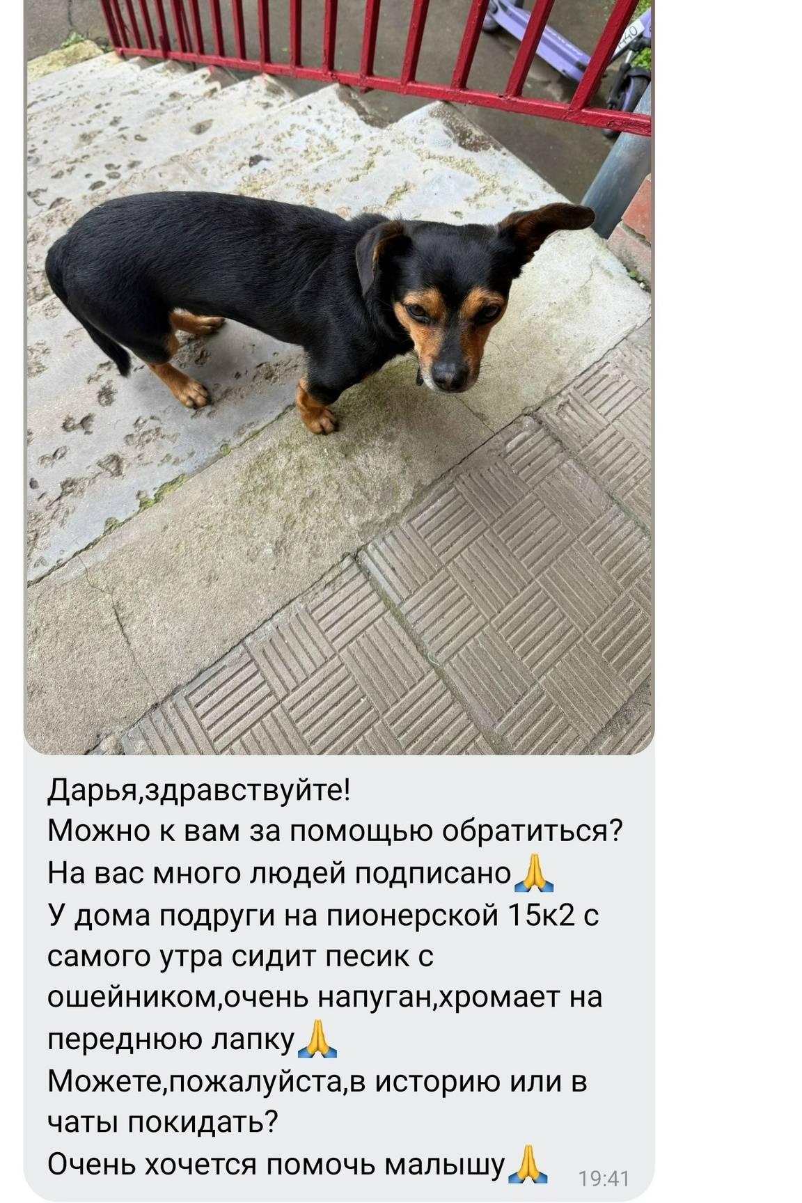 Пропала собака, хромает, Подольск