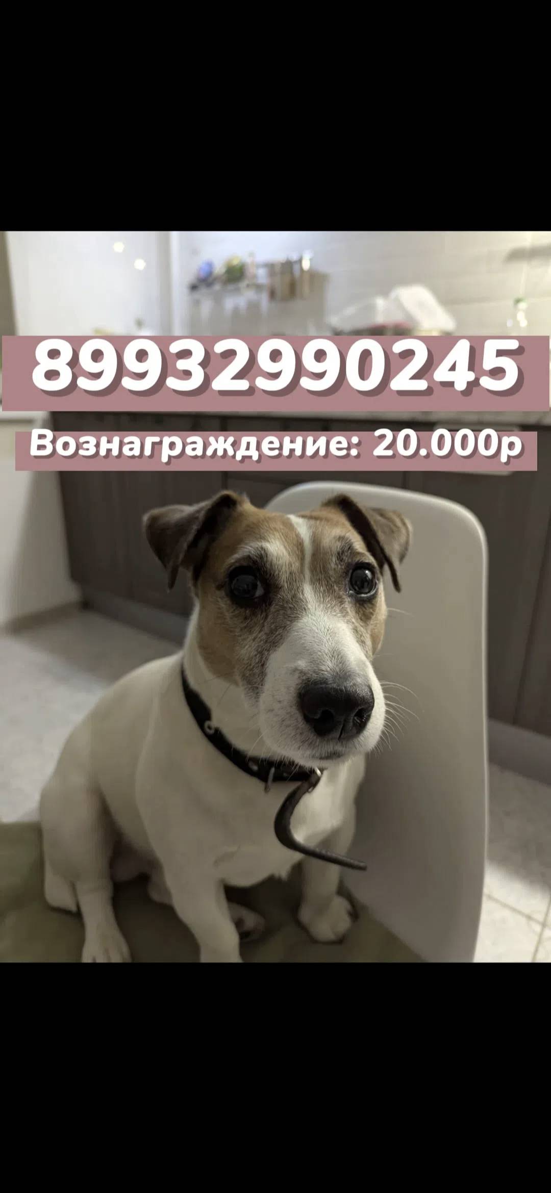 Потерялся джек рассел