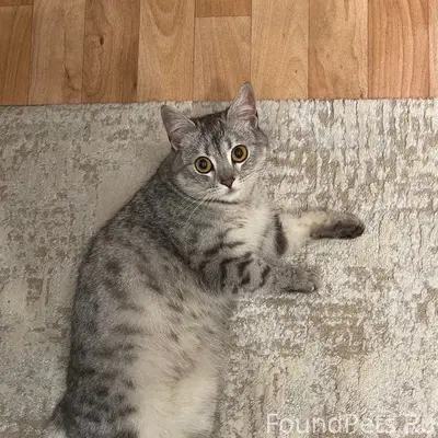 Нашли кошку