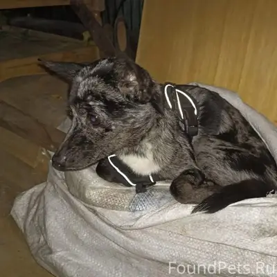 Найден тип собака, снт Экология
