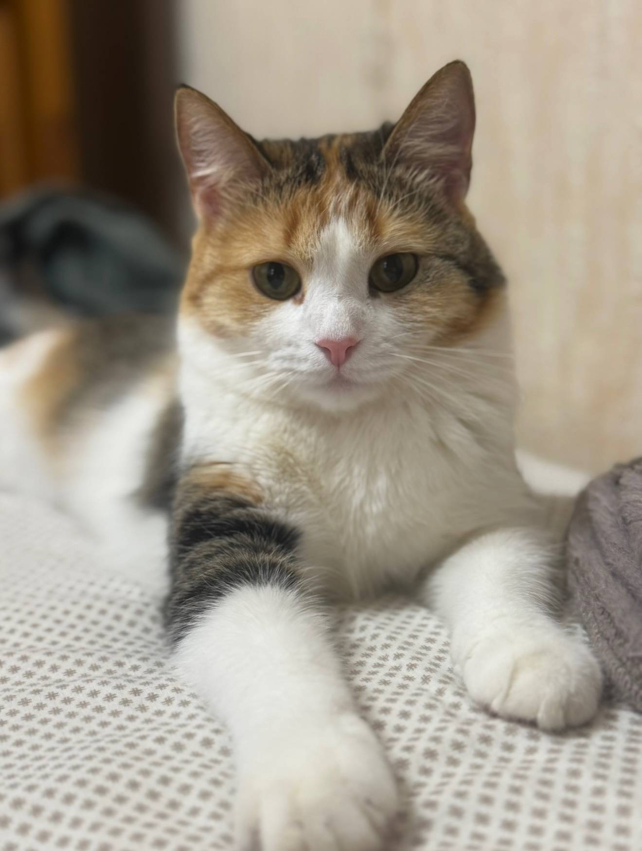 Пропала кошка Соня, 2 микрорайон