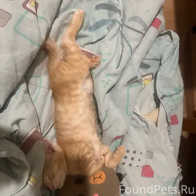 Пропал рыжий котёнок Персик, Краснофлотская 2