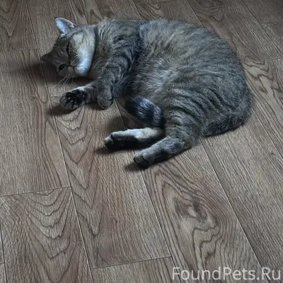 Пропала пятнистая кошка