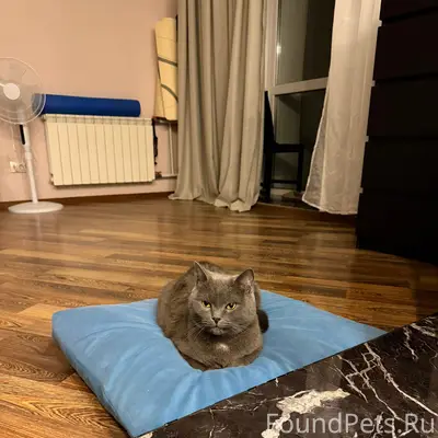 Найден кот, район Весны 10
