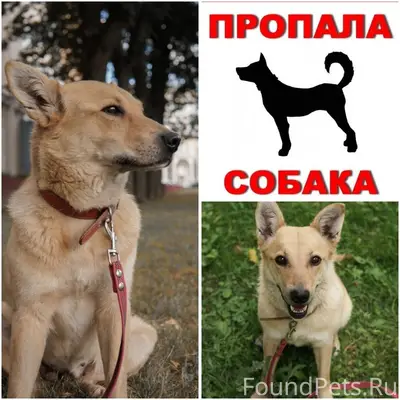 Пропала собака Саммер, Минск, район Бехтерева