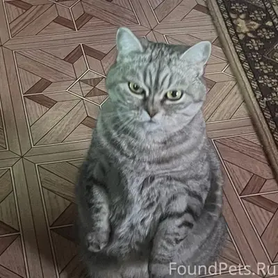Пропала кошка, район ул. Урицкого