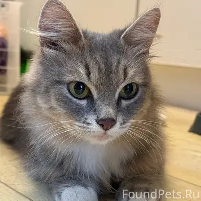 Найдена кошка, ул. Танкистов