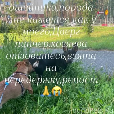 Найдена собака, Снежинск