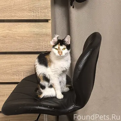 Пропала кошка, шумково
