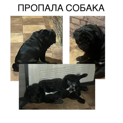 Пропал мопс Йода, район Краснопресненская/4-я Транспортная