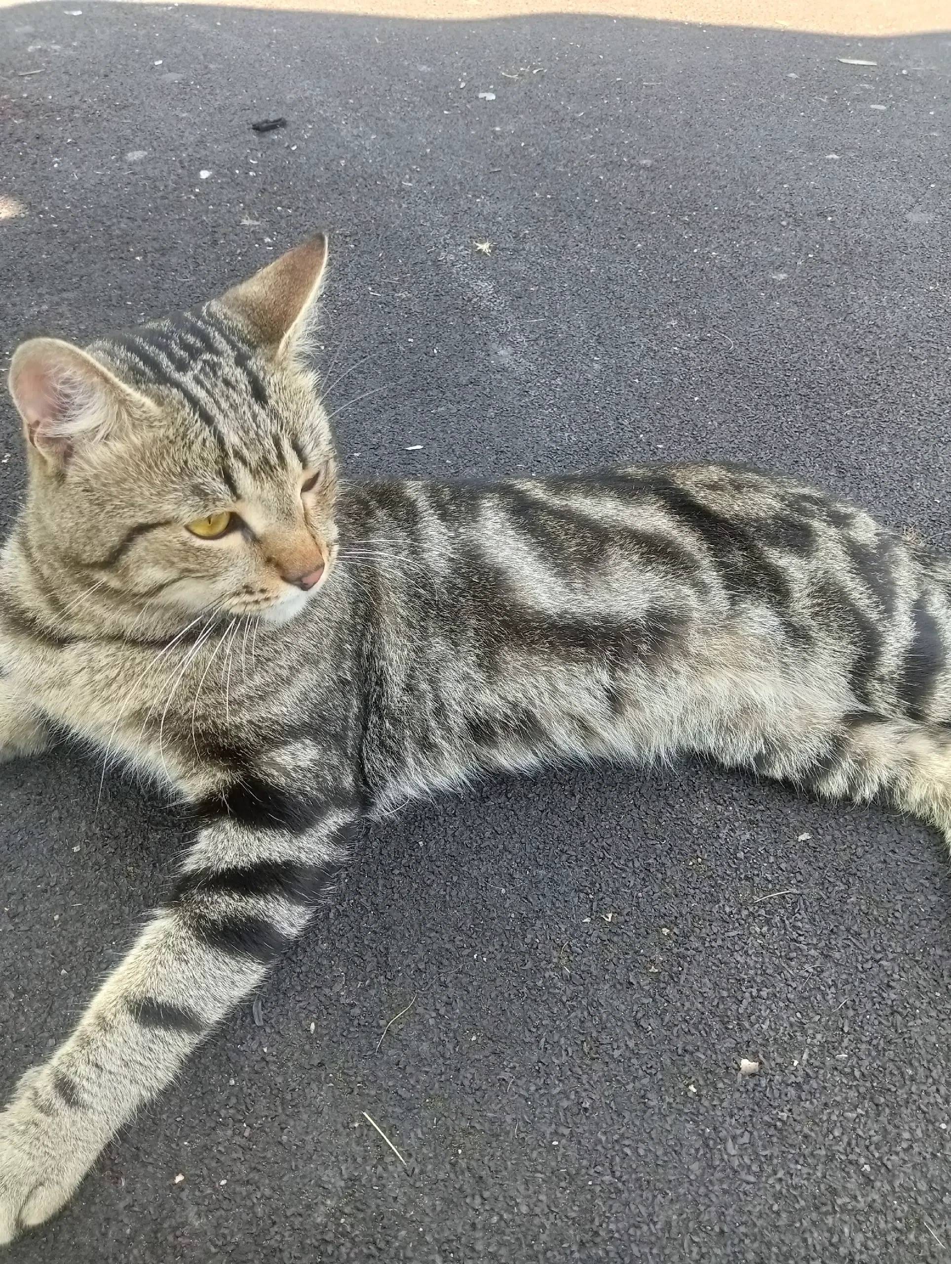 Найден кот, Абашево