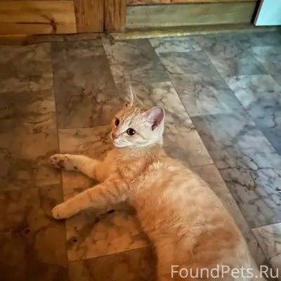 Найден котёнок в Заболотье