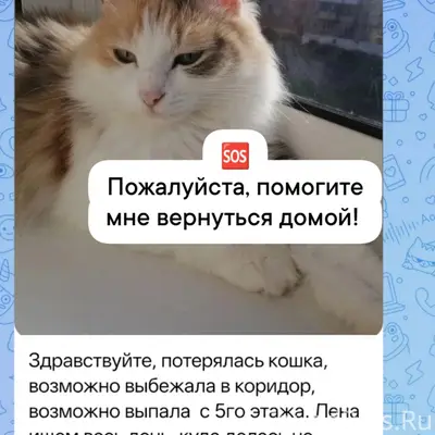 Пропала кошка, Бакал