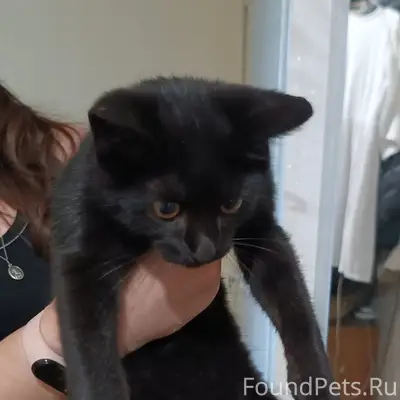 Найден котёнок, Старый Аэродром