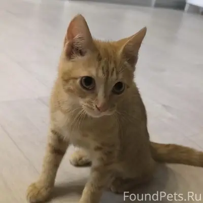 Пропал котёнок, около больницы