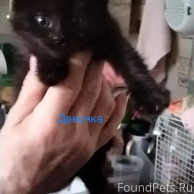 Найдена кошка Мишель, Ейск