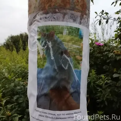 Пропал кот, белый с рыжими пятнами, СНТ 'Чайка'