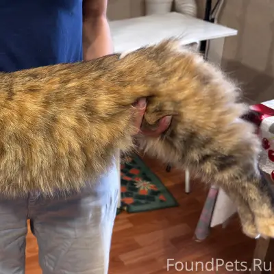Пропала кошка Микки, Киверичи