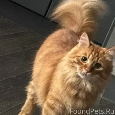 Пропал кот, Кленовая 14