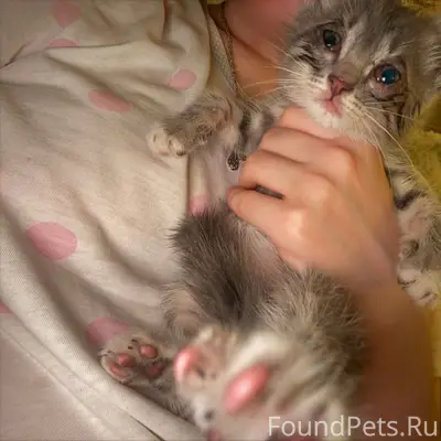 Найден месячный котёнок, ищем хозяина