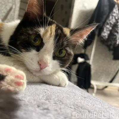 Пропала кошка, около энтузиастов2
