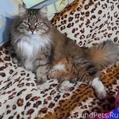 Пропала кошка, Дедовск