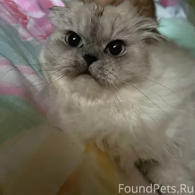Пропала кошка, Бескудниковский бульвар
