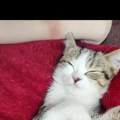 Пропала кошка, Химмаш