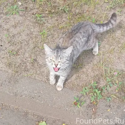 Найден кот, территория детского сада