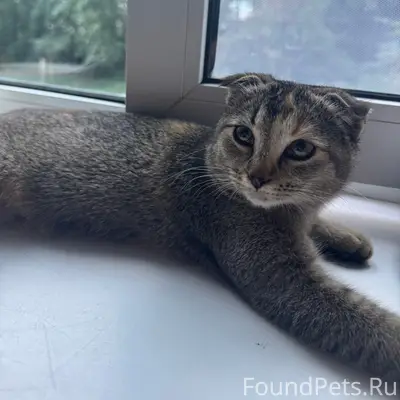 Найдена вислоухая кошка, улица Малые Ключи