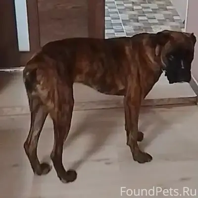 Пропал щенок