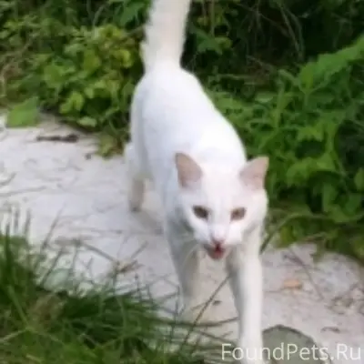 Найден белый котик, район ул. Севстрой