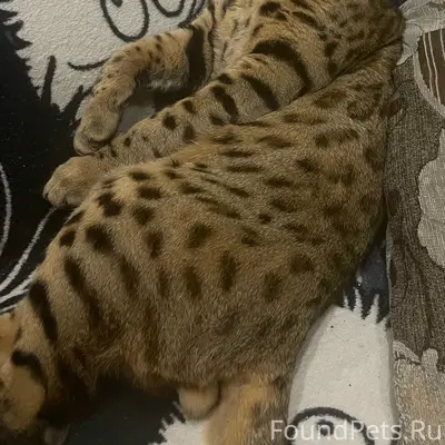 Пропал бенгальский кот Тигр, ул. Н. Эркая