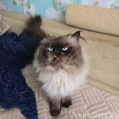 Пропал кот, район улиц Промышленная и Магистральная