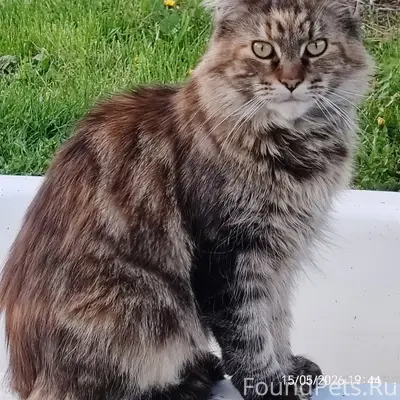 Пропала кошка, Дегтярск