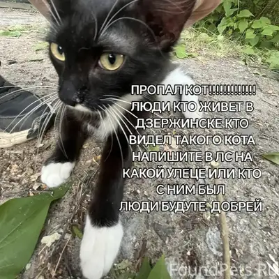 Пропал кот, Дзержинск