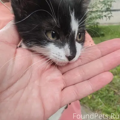 Найден котёнок, Патоличева