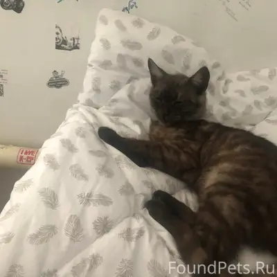 Пропал кот, Мелентьевская